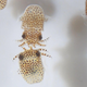 Baby bobtail squid shortly after hatching.